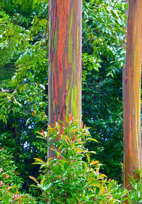 Hawaii Art