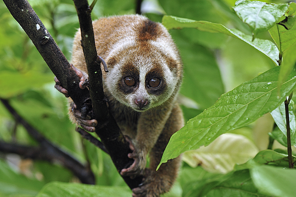 Nycticebuscoucang様リクエスト 帯 Slow Loris Nycticebus Coucang, Northern Zip Pouch by Thomas Marent