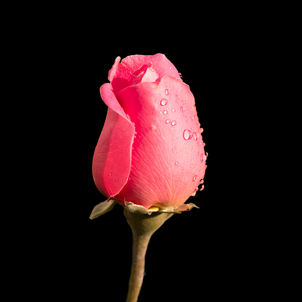 Nature Photographs