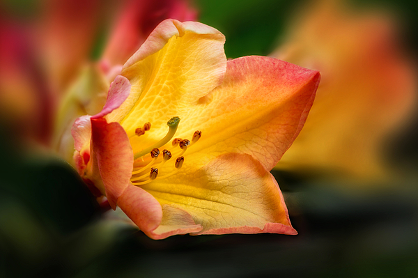 Vibrant Art