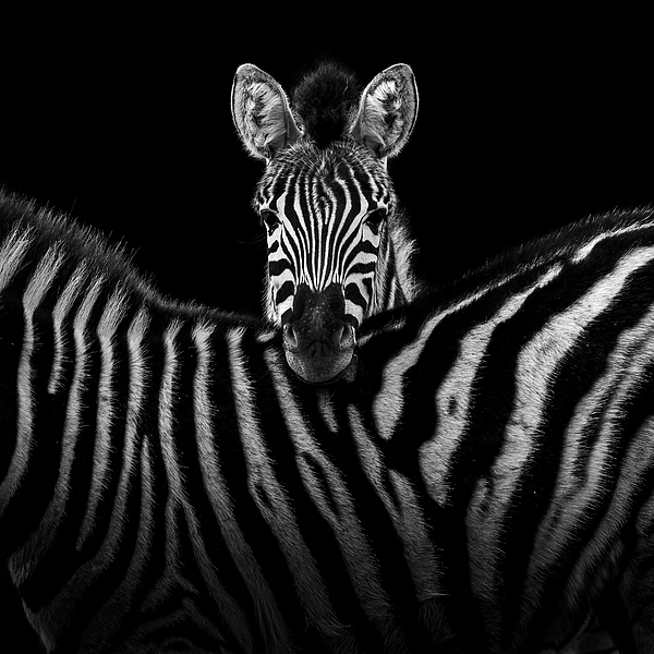 Zebra Art
