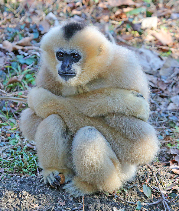 Animal Photographs