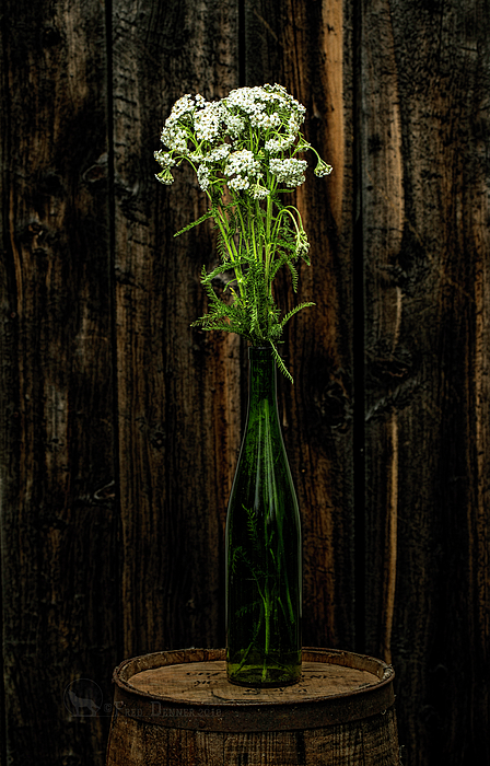 Flowers Still Life Photographs