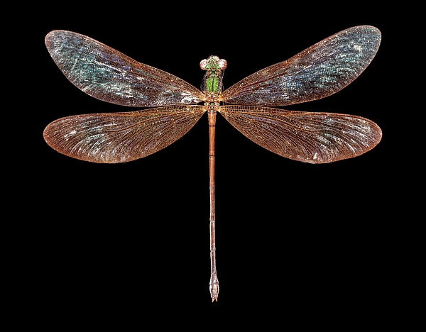 Female Matronoides Damselfly #1 iPhone Case by "Natural History Museum ...