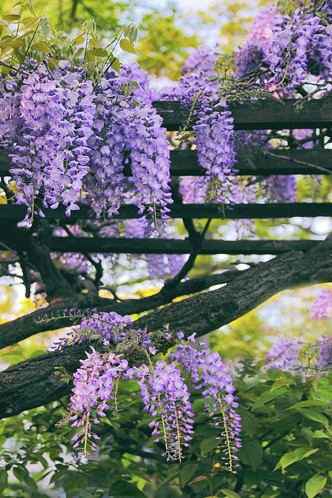 Wisteria in Bloom #3 iPhone Case