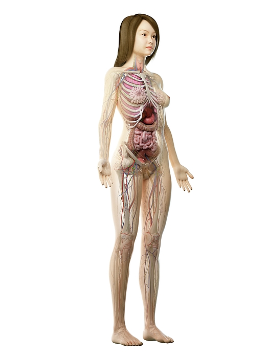 Female Anatomy #56 Greeting Card by 3Dmedisphere / Science Photo