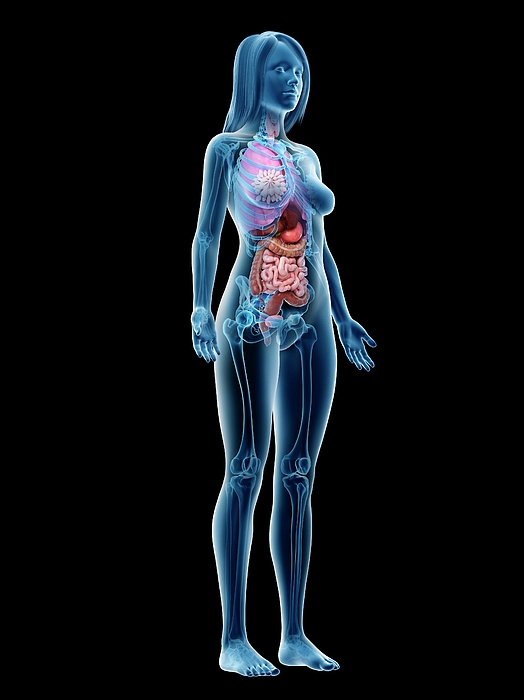 Female Anatomy #82 Greeting Card by 3Dmedisphere / Science Photo