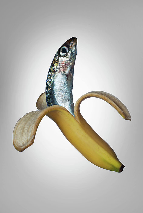 A Fish In A Banana Jigsaw Puzzle by Buena Vista Images - Photos.com
