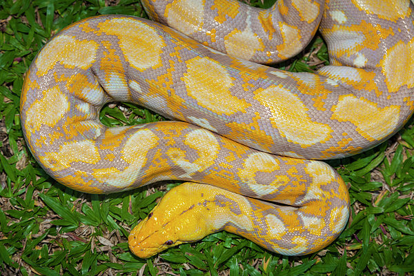 Albino Burmese Python Fleece Blanket by Stuart Dee - Photos.com