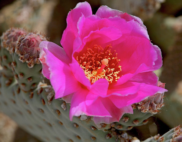 mini cactus Opuntia rufida minima 'Mini Cinnamon Cactus' -