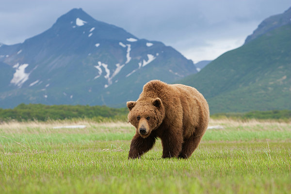 Brown Bears, Katmai National Park Zip Pouch by Mint Images/ Art