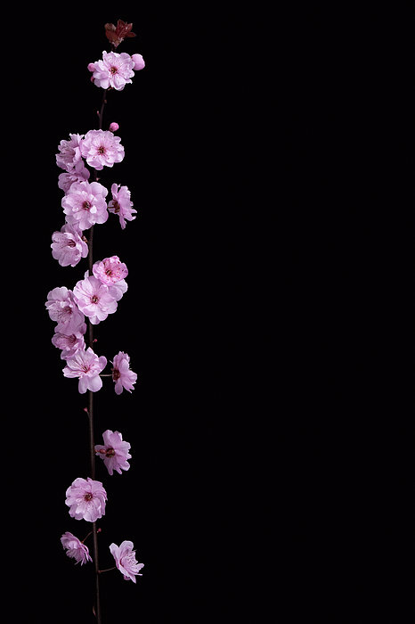 Cherry Blossom Branch Greeting Card by Designsensation