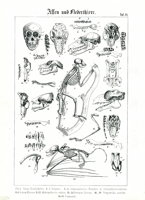 Comparative Anatomy Of Primates And Bats, 1851 (lithography) Jigsaw ...