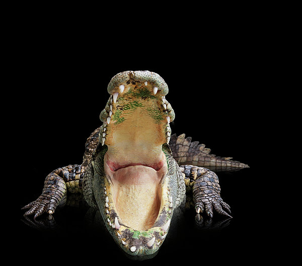 Crocodile With A Wide Open Mouth Jigsaw Puzzle by John Lund