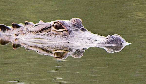 Animal Art