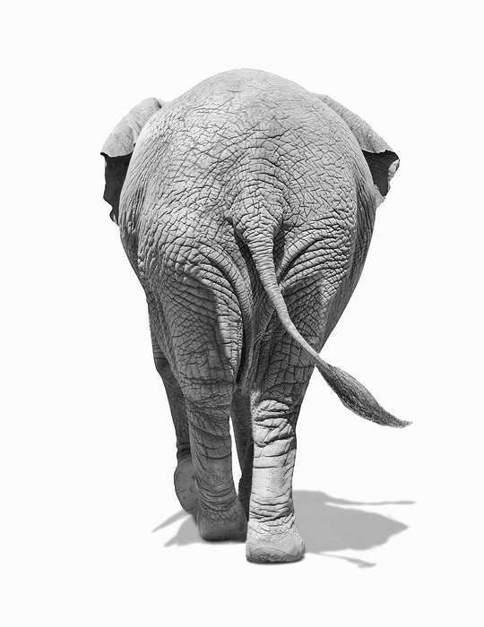 elephants-behind-burazin.jpg