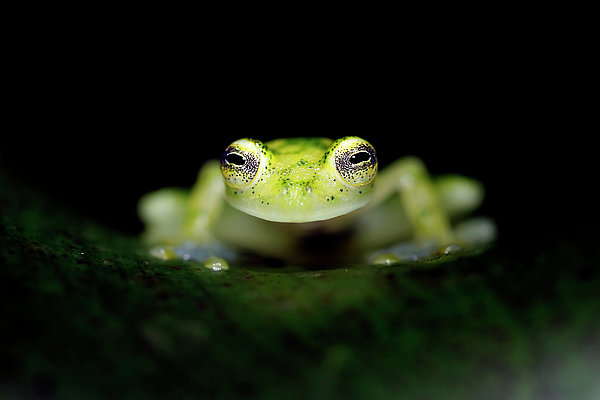 Glass Frog Greeting Card by Mlorenzphotography