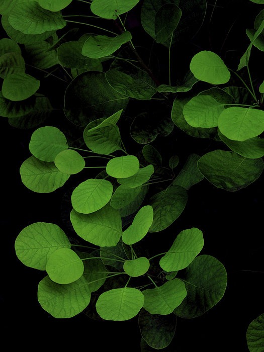 Green Leaves On A Black Background Jigsaw Puzzle by Michael Duva
