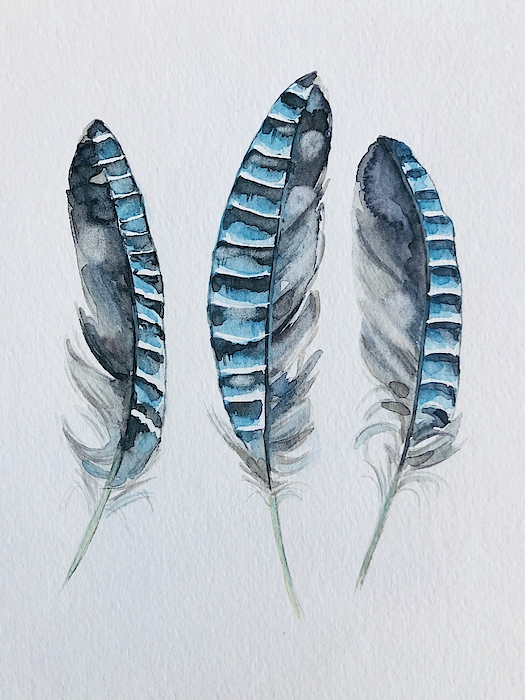 Feathers (still Life) Art for Sale