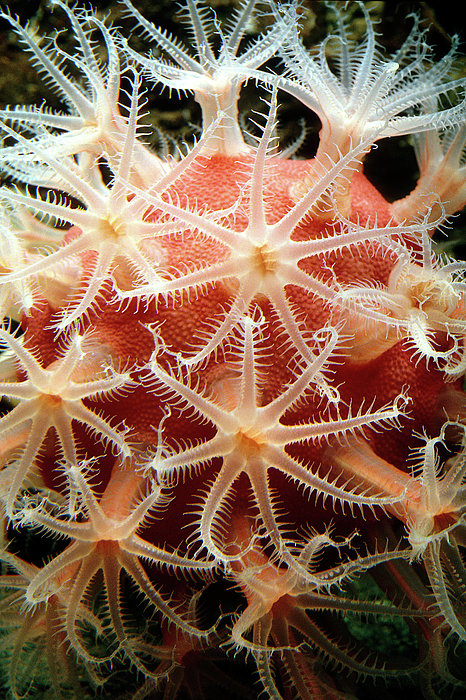 Mushroom Soft Coral Jigsaw Puzzle by Olivier Blaise - Photos.com