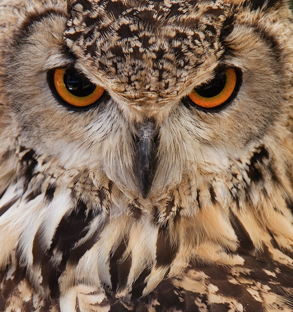 Owl Face Closeup Jigsaw Puzzle by Jimmytrueno - PX Puzzles
