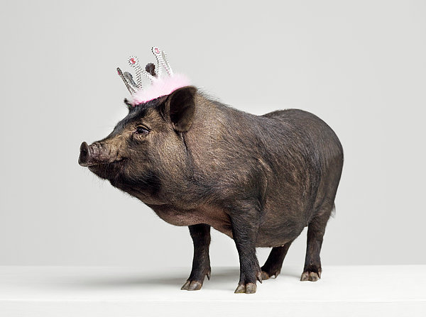 Pig With Toy Crown On Head, Studio Shot Zip Pouch by Roger Wright