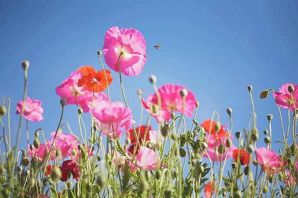 Pink Flowers Against Blue Sky Jigsaw Puzzle by Design Pics craig