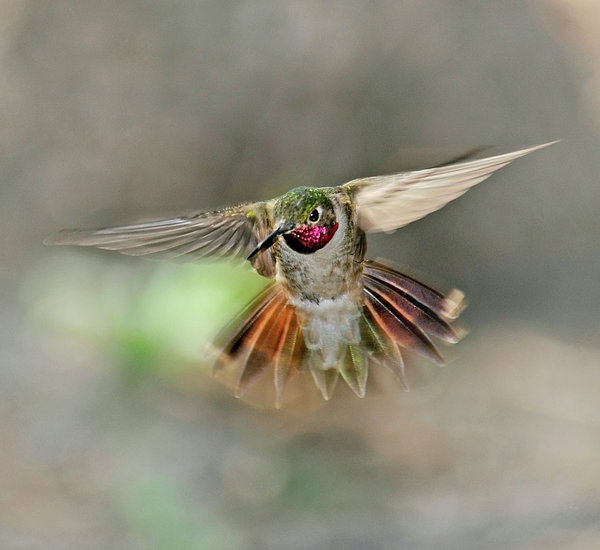 Hummingbird Inmotion Poetry In Motion - Hummingbird Hovering Greeting Card by Eastman ...