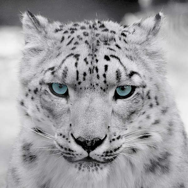 Snow leopard with blue eyes Tapestry by Marimo Mihara - Mobile Prints