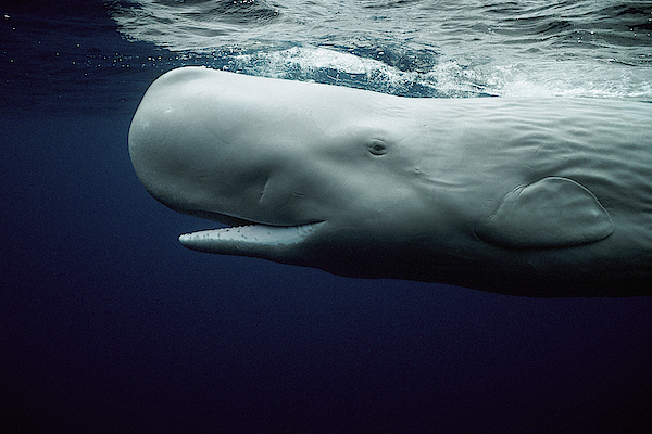 White Sperm Whale Jigsaw Puzzle by Hiroya Minakuchi - Animals and
