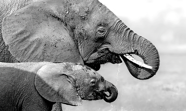 Two Noses Greeting Card by Jie Fischer