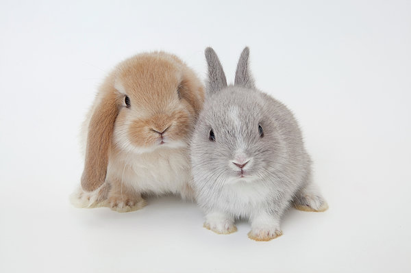 Two Rabbits.netherland Dwarf And Zip Pouch by Yasuhide Fumoto