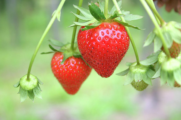 two-ripe-red-strawberries-on-