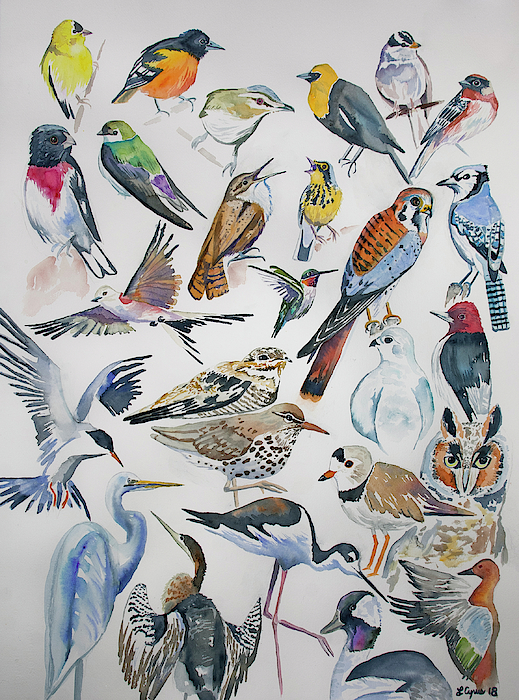 Wildlife Paintings