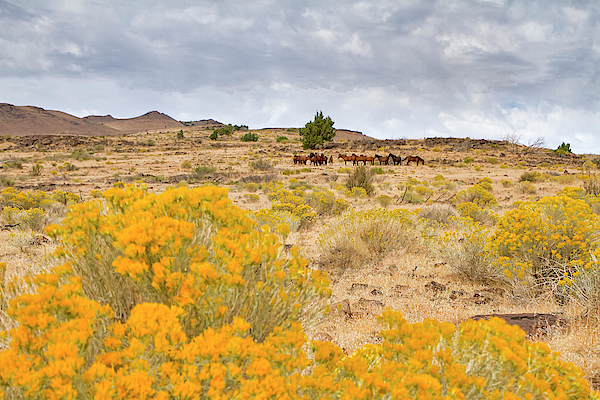 Desert Art