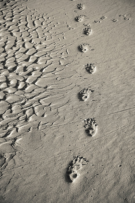 Wombat Footprints On Deserted Beach Zip Pouch by Peter K Leung