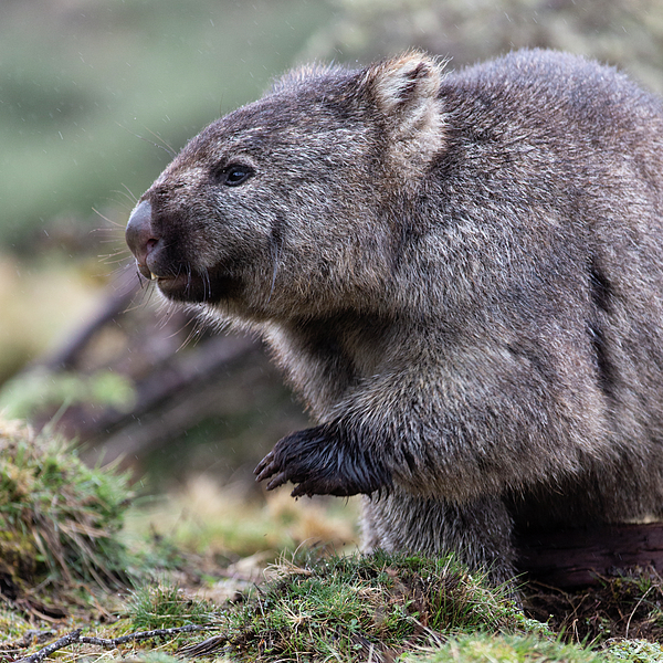 Wombat In Profile Face Mask by Suzi Eszterhas - Animals and Earth