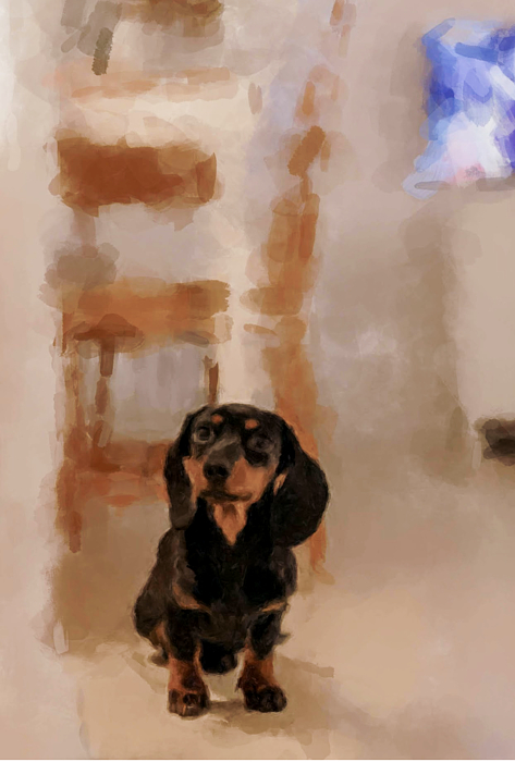 Dachshund Paintings