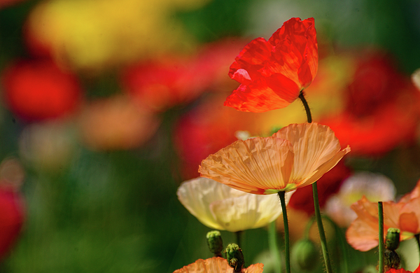 Flower Art