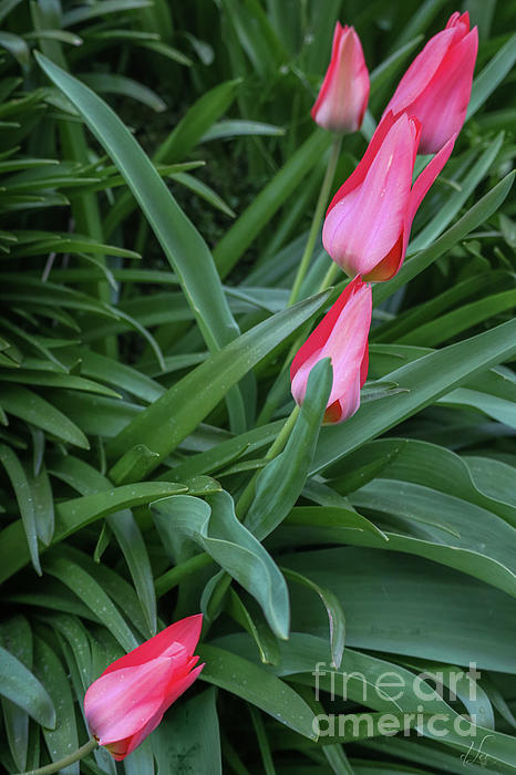 Tulip Art