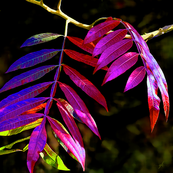 Nature Digital+art