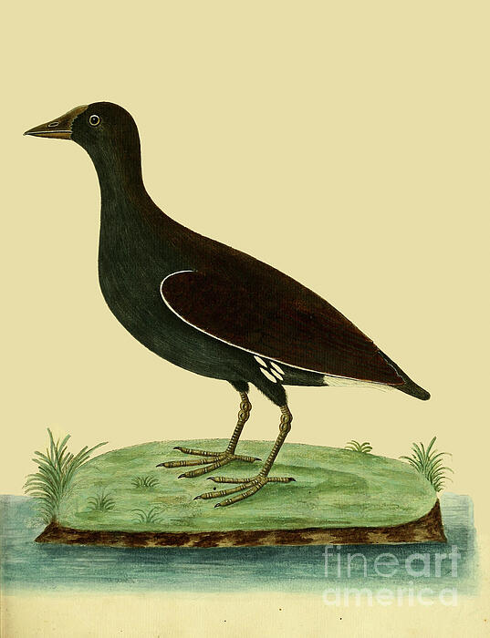 Albin's natural history illustration portraying a dark bird stan au3 ...