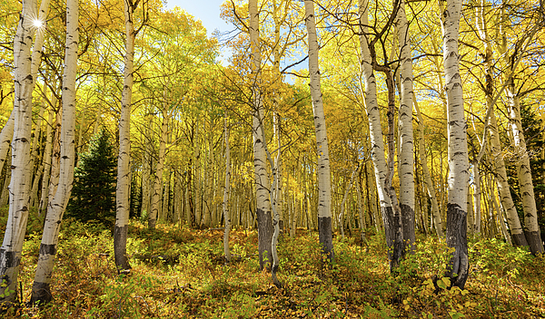 Mountain Photographs