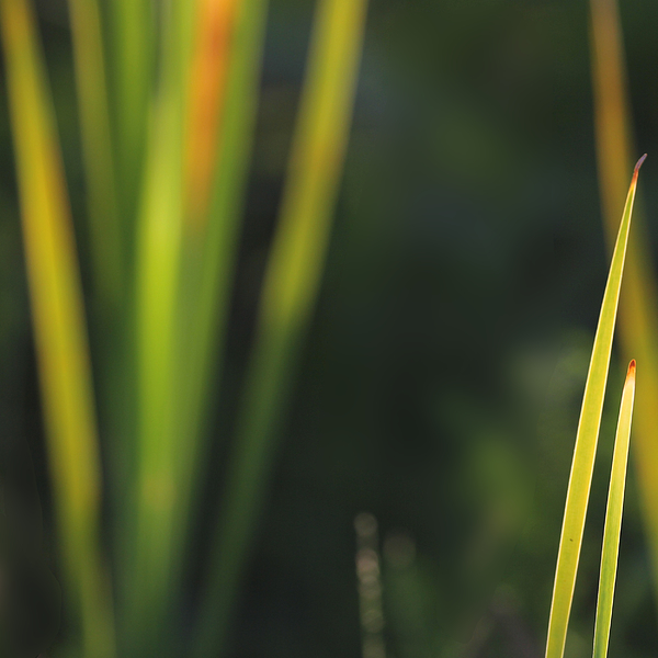 Florida Nature Photographs