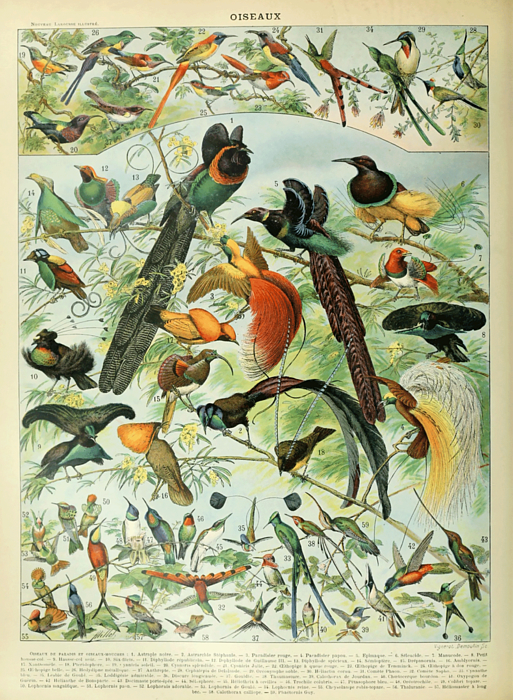 アート・デザイン・音楽 CLASSIC NATURAL HISTORY PRINTS BIRDS Beautiful vintage art print of birds by artist Adolphe Millot