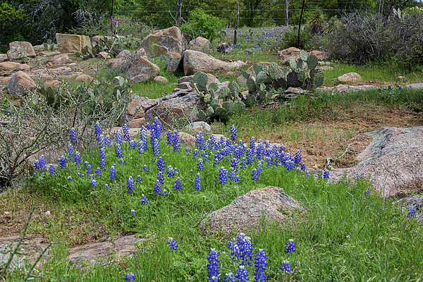 Spring Art