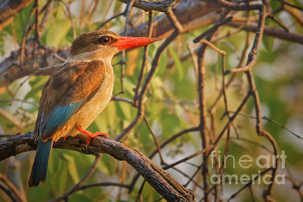 Kingfisher Photographs