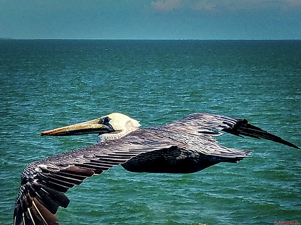 Pelican Art