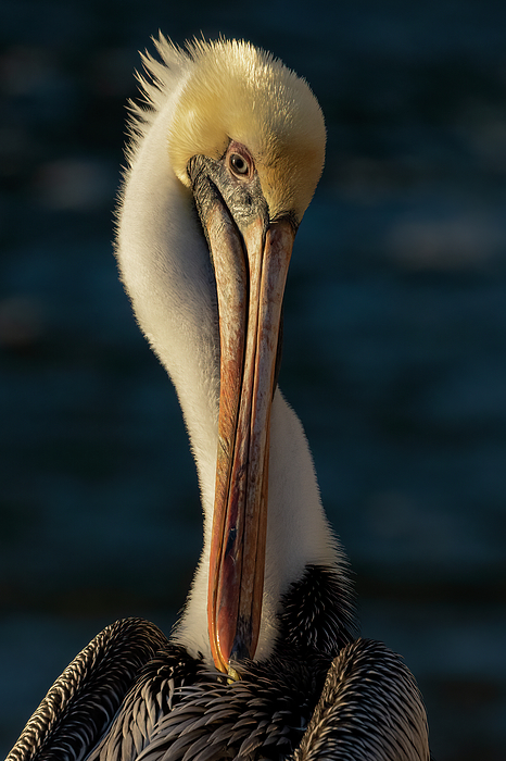 Pelican Art