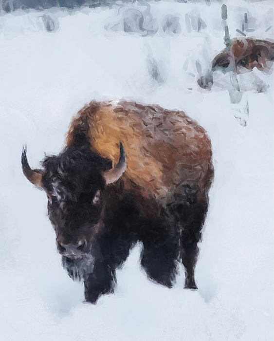 Buffalo Paintings